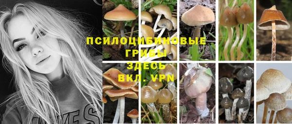 прущие грибы Аркадак