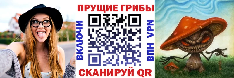 дарнет шоп  Бабушкин  Псилоцибиновые грибы ЛСД 